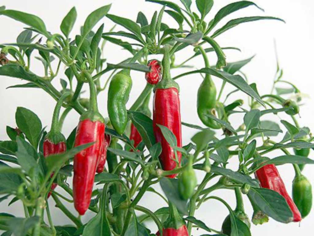 Chilli 1